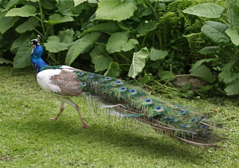 IMG_5651.jpg;
623 x 480 (@100%)