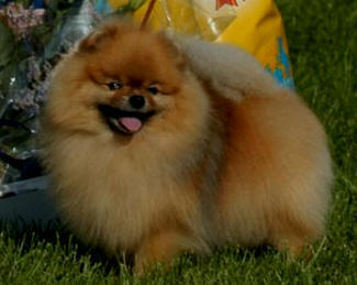Pom-Classic Rainbow Rider