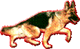 Beskrivelse: Hund